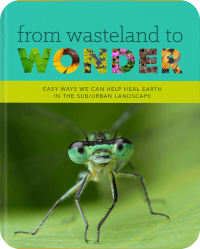 From Wasteland to Wonder